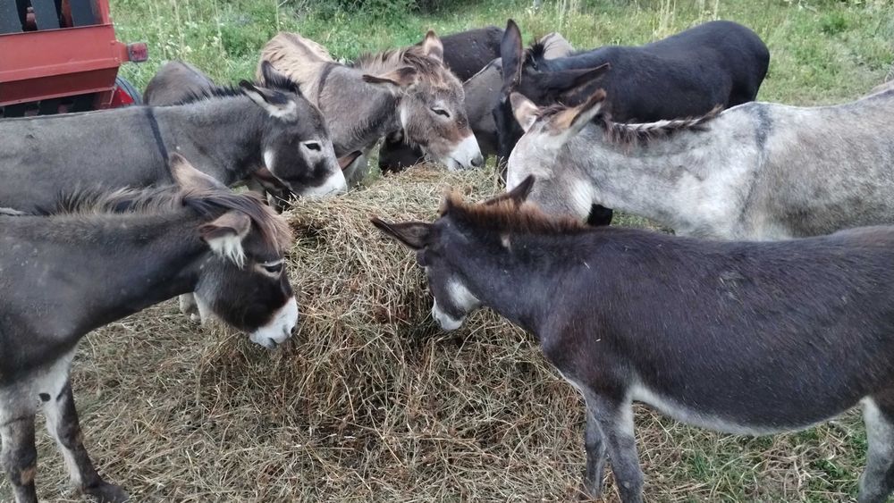 Lapte de măgăriță