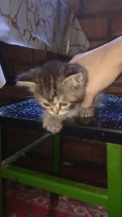 Продается котенок пародистый. Полтора месяца. Британский веслаух.
