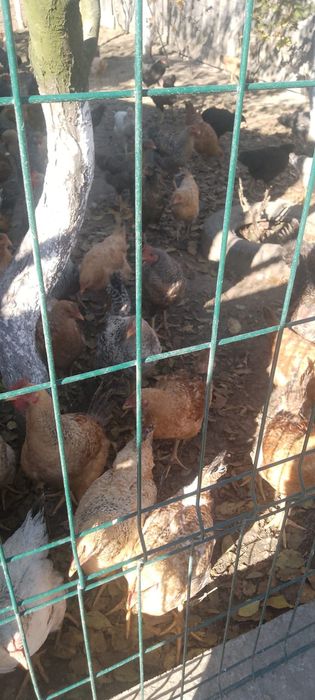 Găini de vânzare tinere