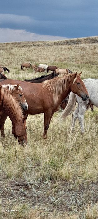 Соғымға бие сатамын . Продаю кобылу