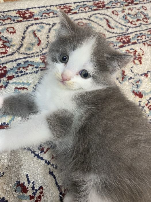 Отдам котенка в добрые руки