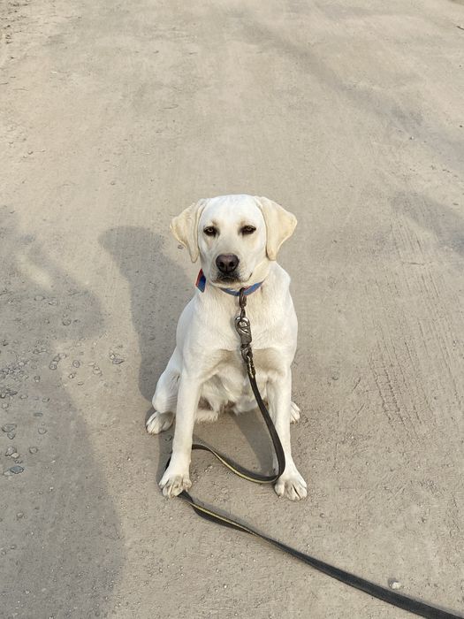 Лабрадор ретривер девочка