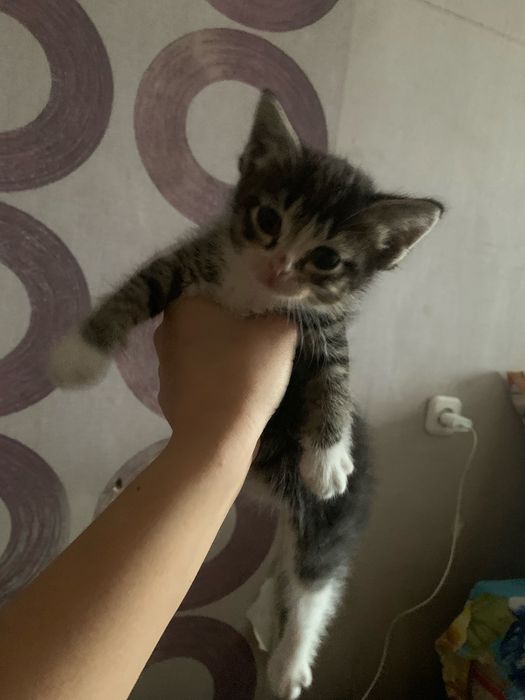 Продам котенка, вместе с лоток и корм