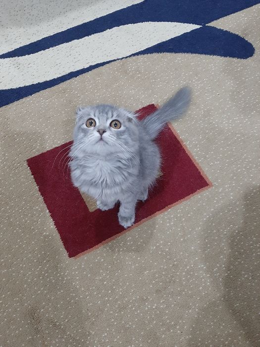 Скоттиш Мушук 6 ойли  қиз  сотилади