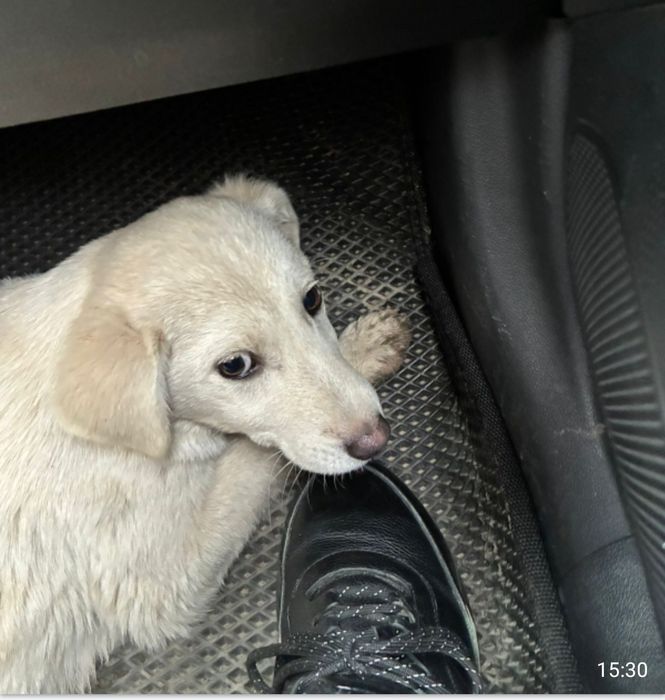 Ищем дом и добрых хозяев