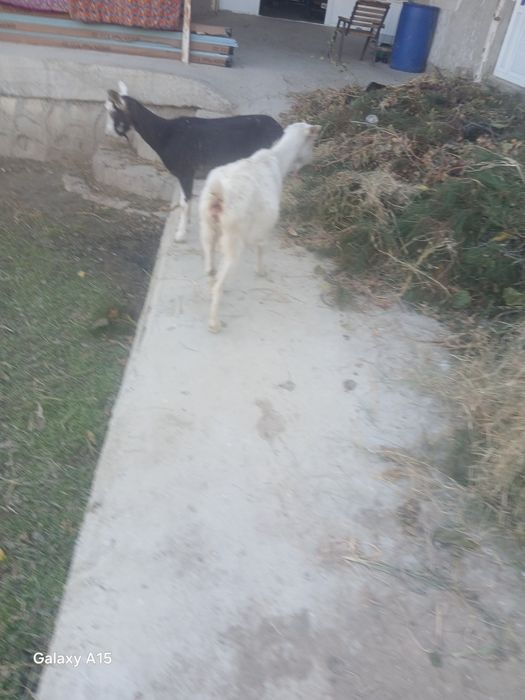 Zanin zotli echkilar sotiladi bugõz