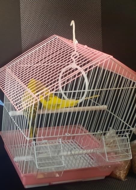 Продам парачку волнистых попугаев