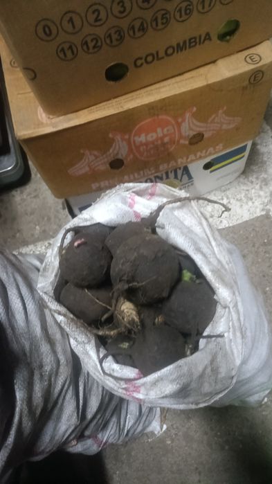 Ridichi negre calitate extra