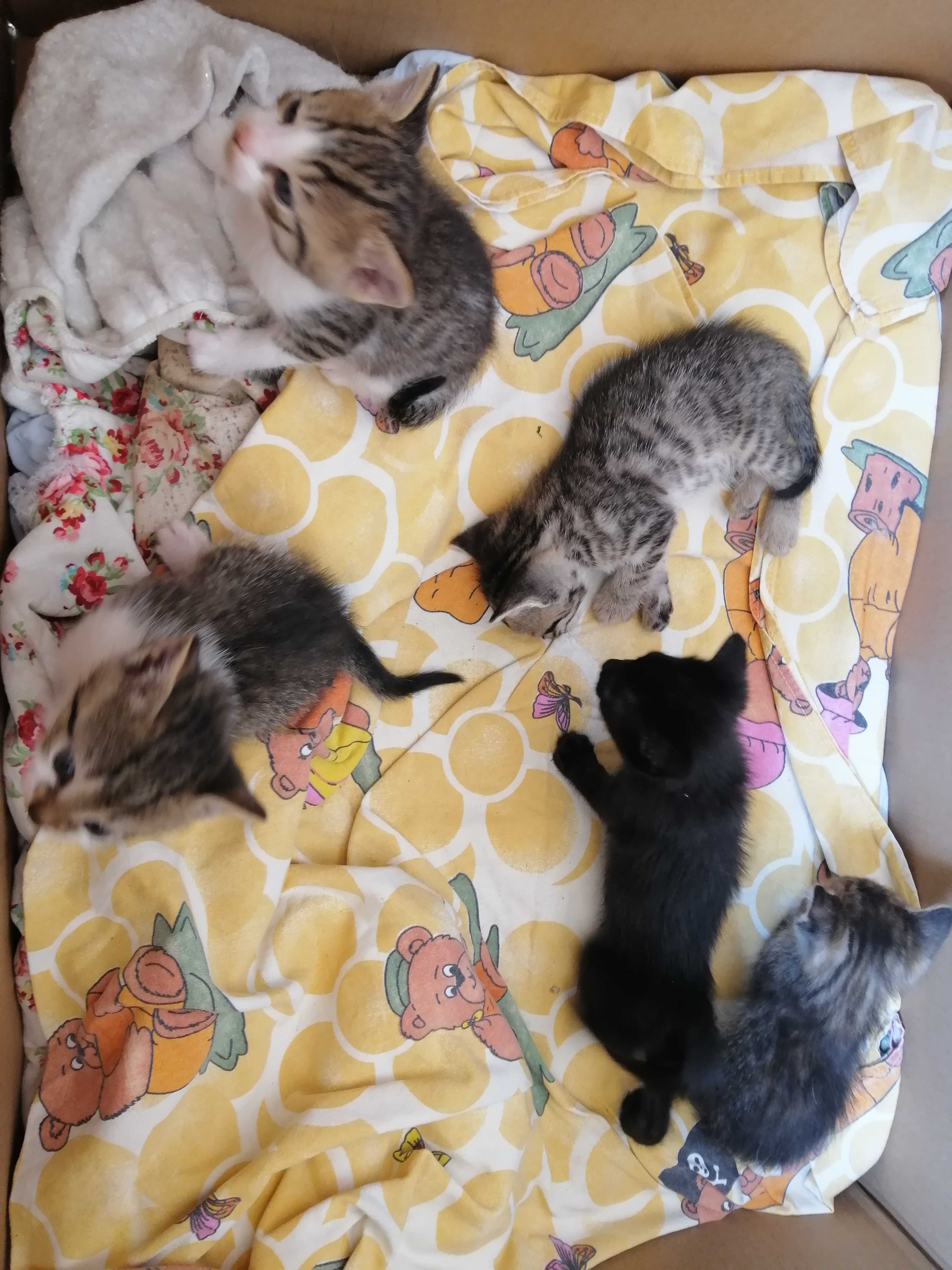 Малки котенца търсят дом