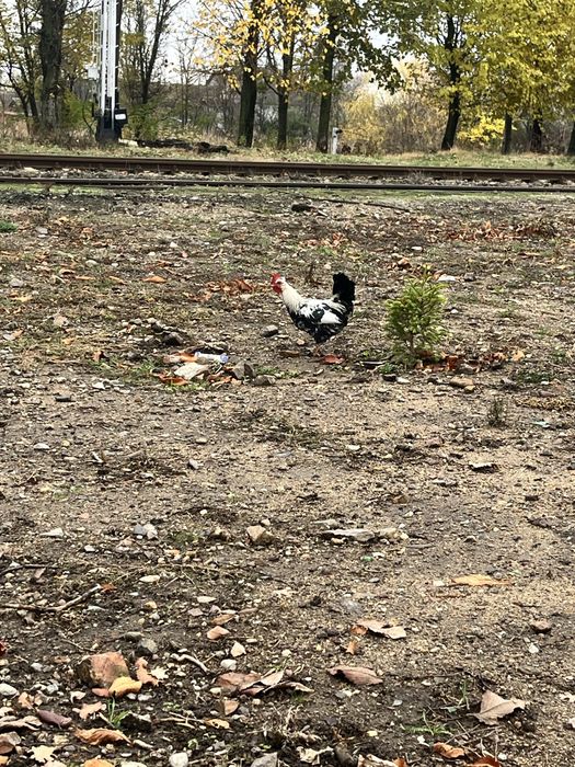 Vând cocosi americani