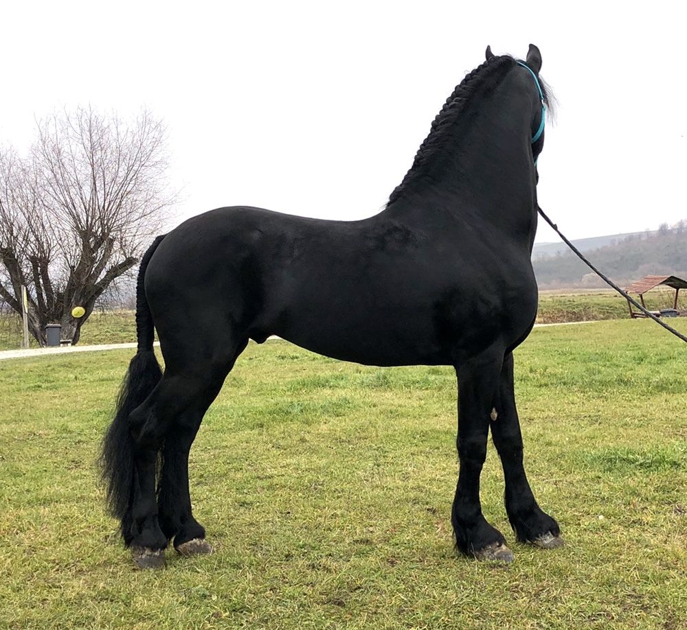 Friesian mânji iepe armăsari Frizian