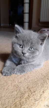 Pui British Shorthair si Scottish Fold