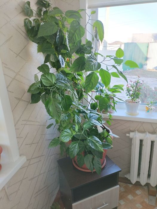 Продам Китайскую розу