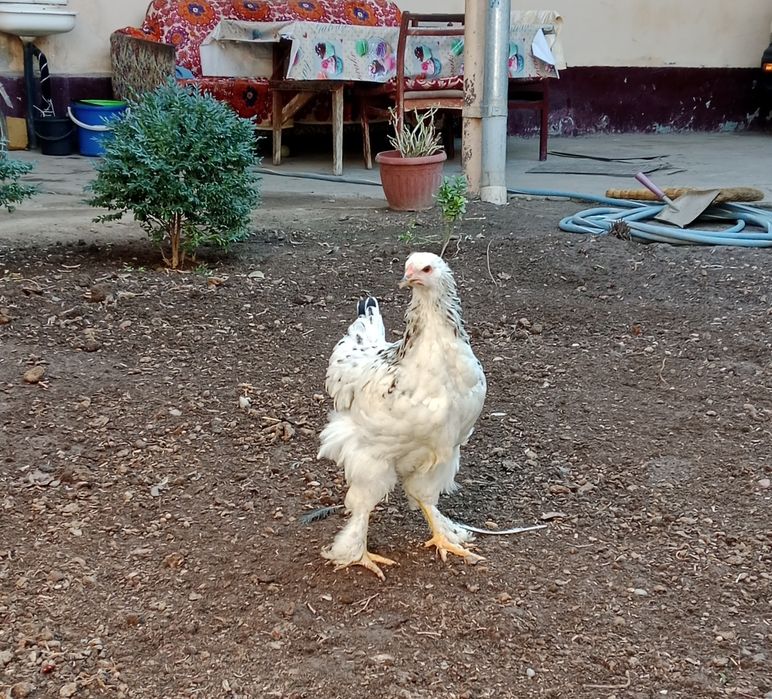 Хуроз Петух сотилади