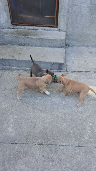 American Staffordshire Terrier Amstaff