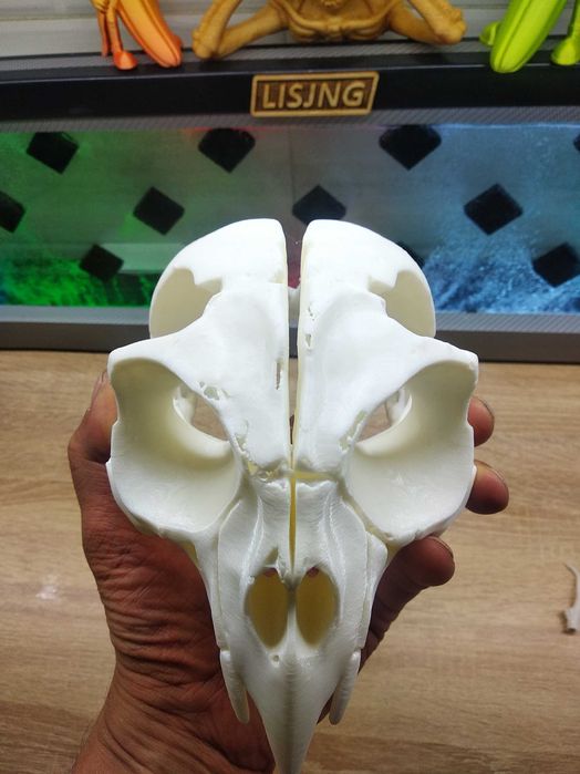 Череп Кондора 3D модель