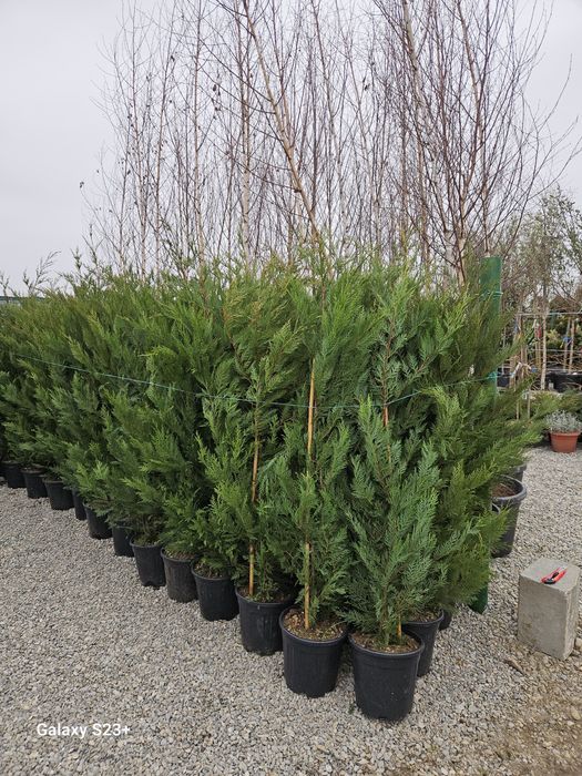 Vindem plante ornamentale de mai multe specii