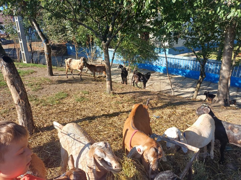 Vând capre și iede anglonubian