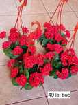 Aranjamente florale