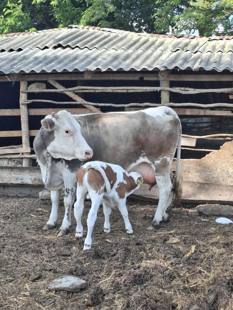 Vaca și vitei de vanzare