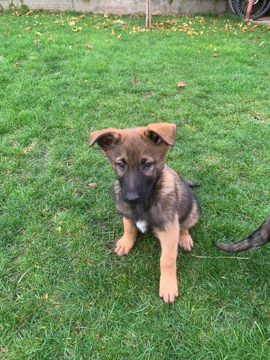 Rasa mixtă Malinois x Ciobănesc German