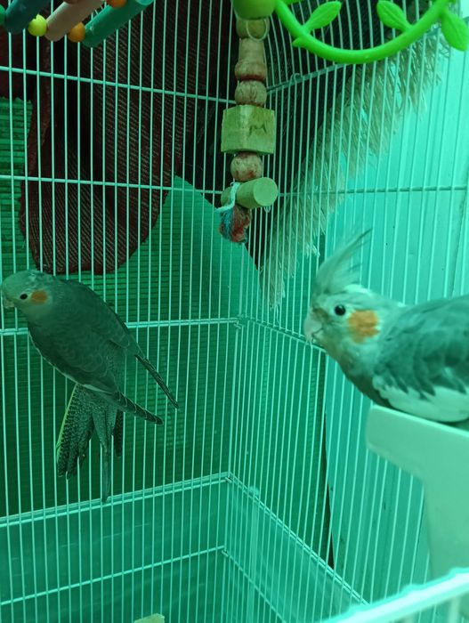 Vând pui nifa 150 bucata