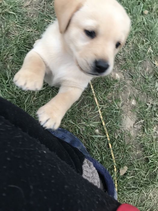 Чистокръвни лабрадор ретривър