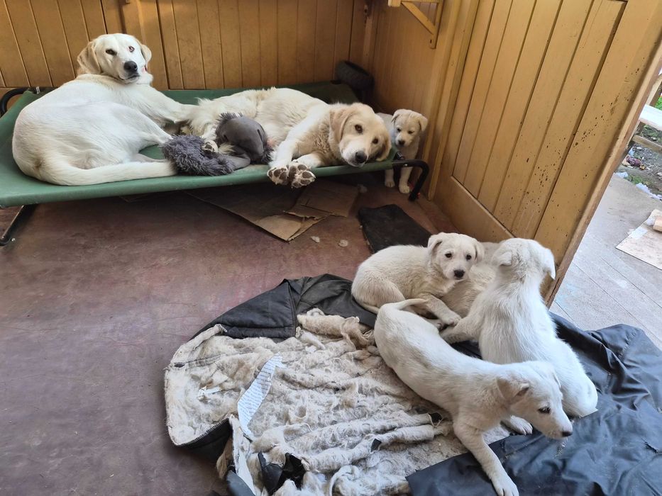 Catelusi albi stramos labrador metis