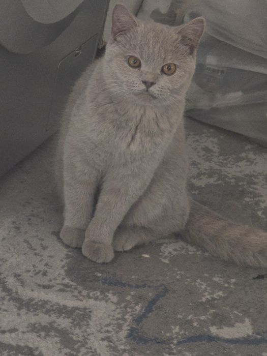 Отдам котенка в хорошые руки  мальчик 7 месяца