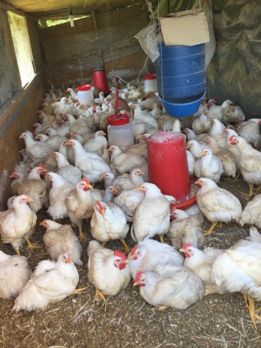 Pui de carne gustosi.