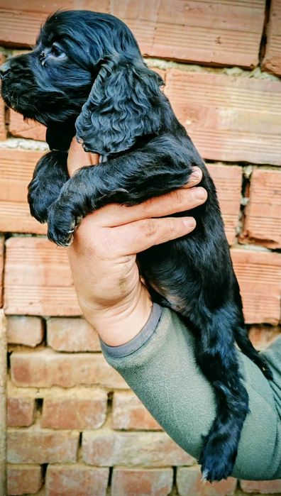 Мъжко и женско кученце Кокер-спрингер шпаньол