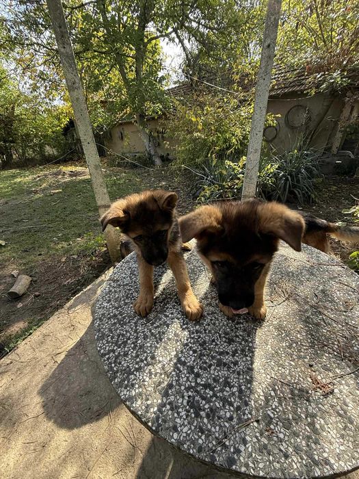 * Немски овчарки *