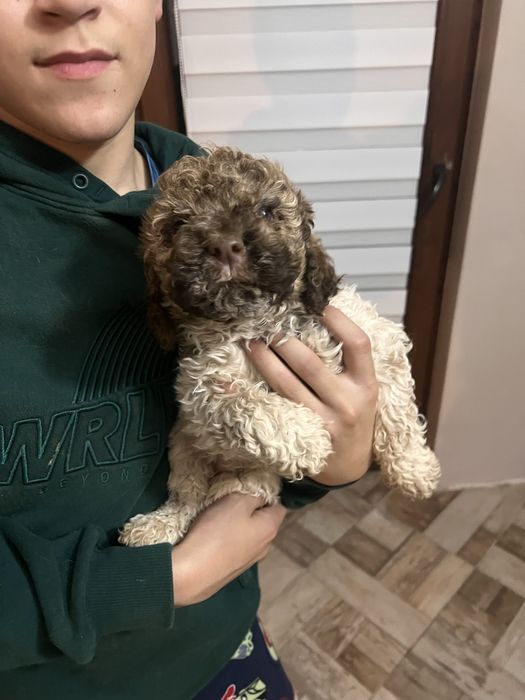 Кученца Lagotto Romagnolo