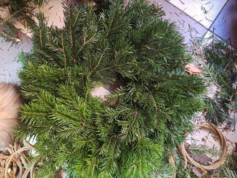 Coronițe brad – producție zilnică – prețuri en-gros