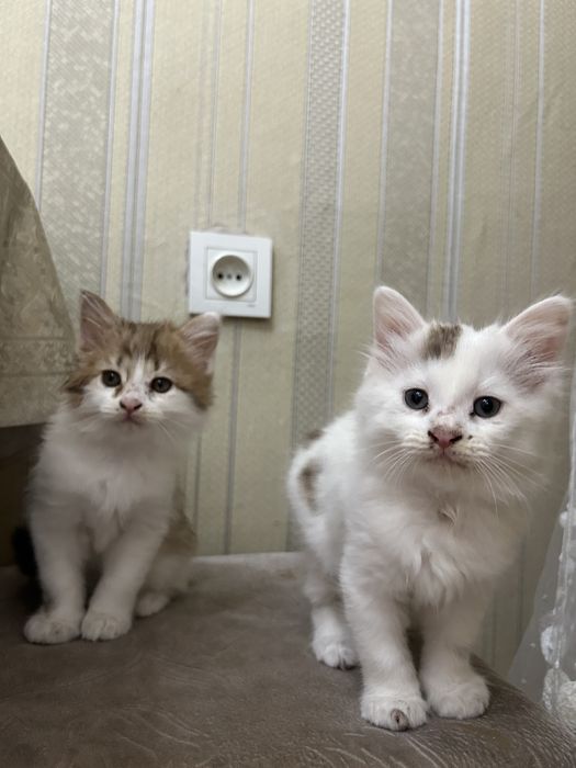 Отдам котят бесплатно мальчики
