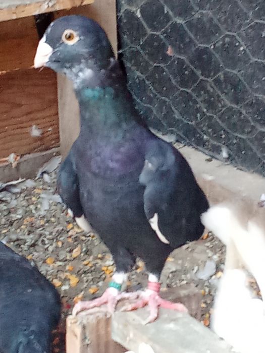 De vânzare porumbei voiajori standard și Plonjorii de Adana.