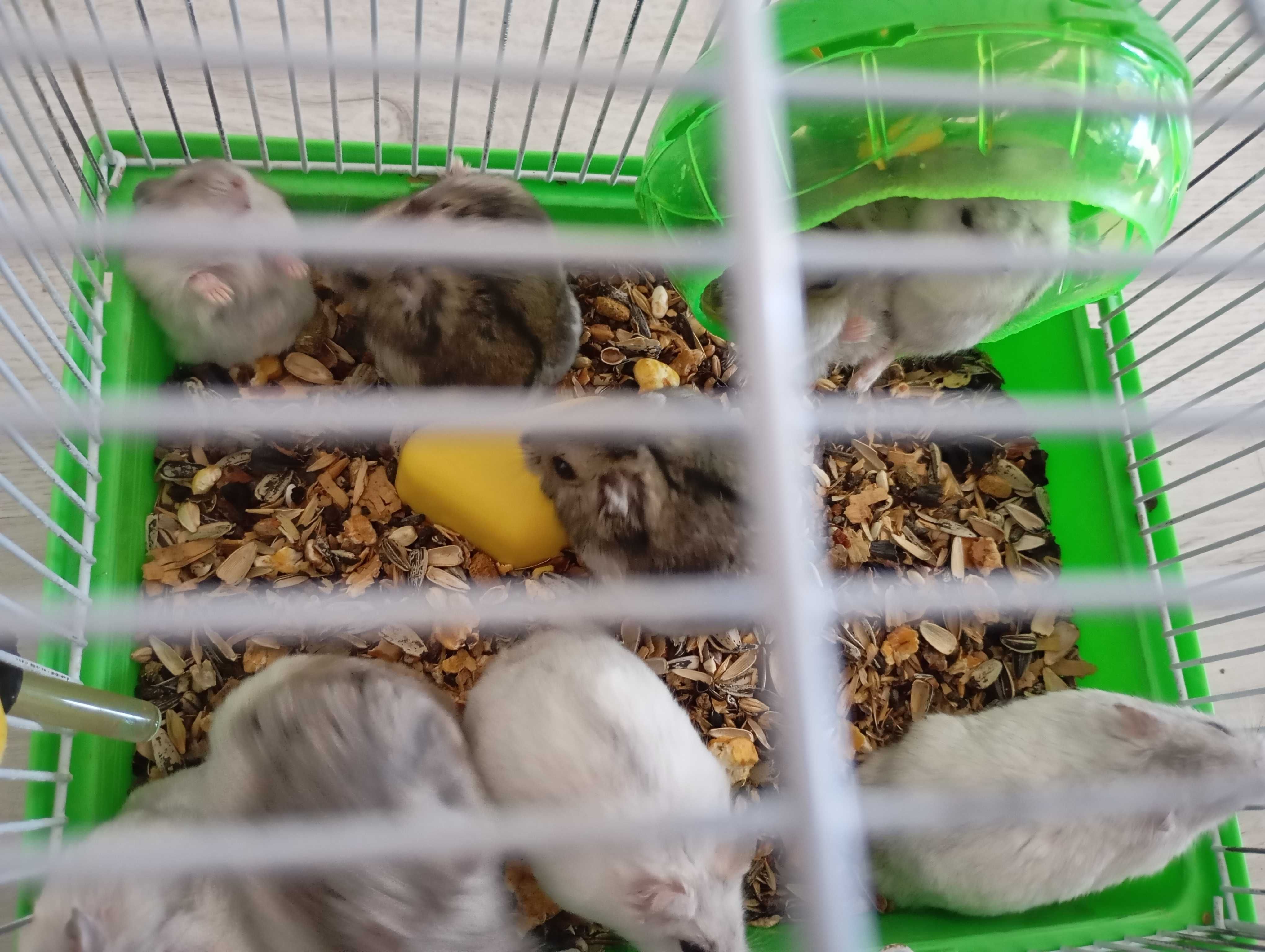 Hamsteri pitici de vânzare