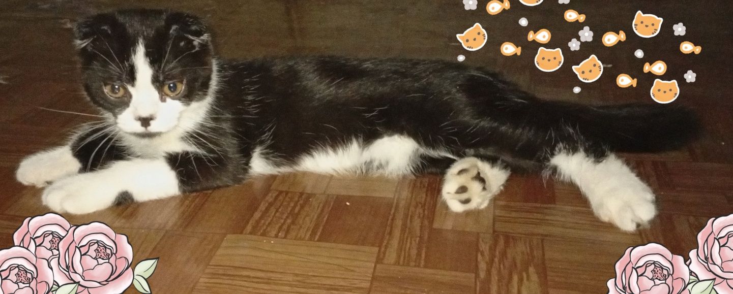 Продается котенок