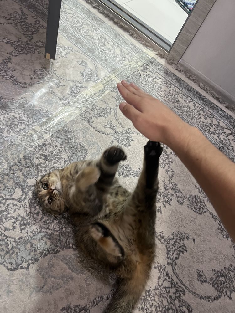 Кошка пародистая