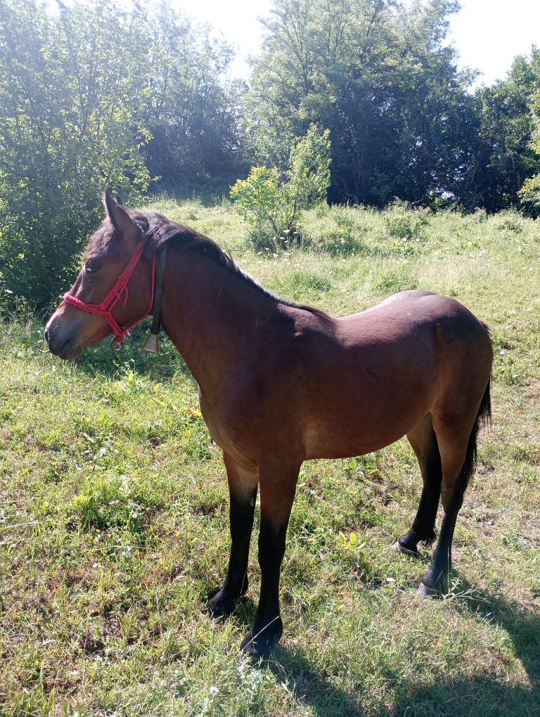 Vând mânză de 1 an și 1 lună