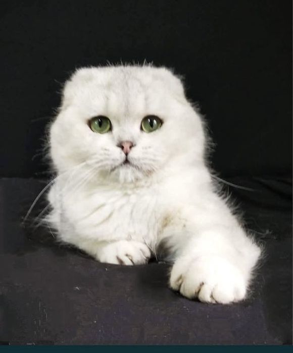 Шотланский Скоттиш Страйт ! Серебро Шиншилла!