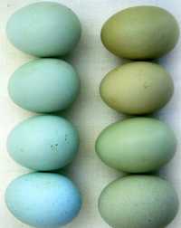 Vând ouă bio cu coaja verde și roșie