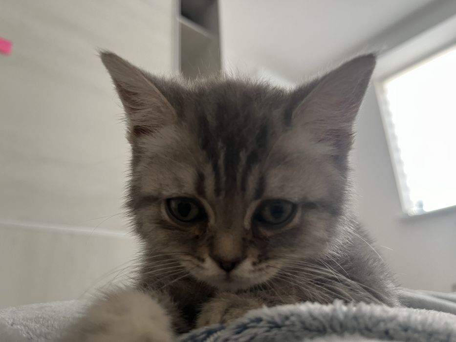 Отдам в хорошие руки