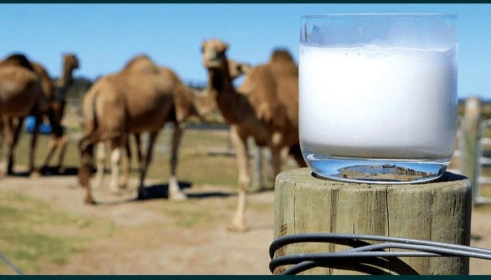 Шұбат таза табиғи