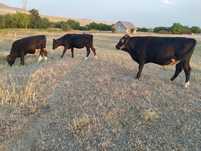 Tauri si junica / vitica  intre 300-450 kg