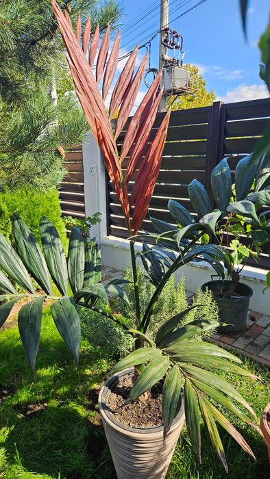 Palmier rar cu frunze rosii Chambeyronia Macrocarpa