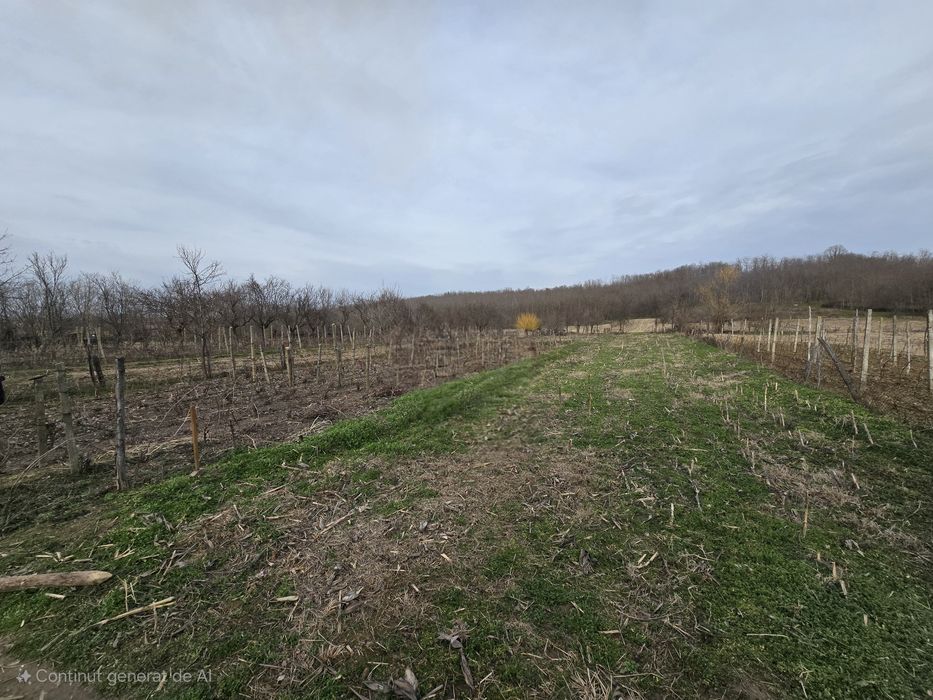 Teren de vânzare Intravilan, Olanu, 3200mp²