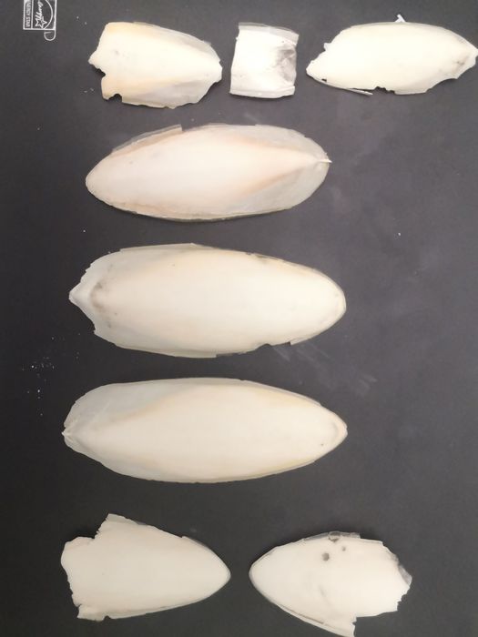 Os de sepie întreg pentru papagali