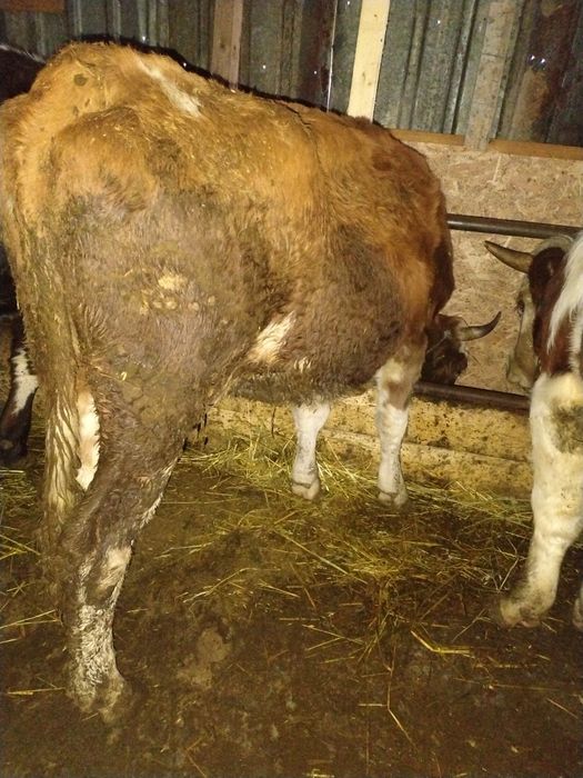 De vânzare 3 vaci gestante preț 55 de milioane bucata fixx