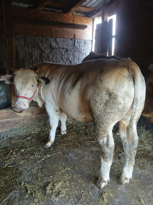 Vând 2viței 360kg bucata zona Vrancea